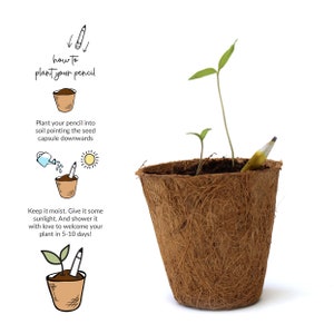 Pode incluir: Um l&aacute;pis castanho &eacute; plantado num pequeno vaso castanho com duas mudas verdes a crescer. O vaso &eacute; feito de fibra de coco. O texto "how to plant your pencil" est&aacute; escrito a tinta preta acima do vaso.