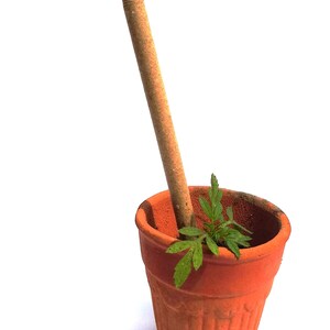 Pode incluir: Uma caneta marrom com uma ponta de metal est&aacute; em p&eacute; em um pequeno vaso de terracota com uma planta verde crescendo dentro.