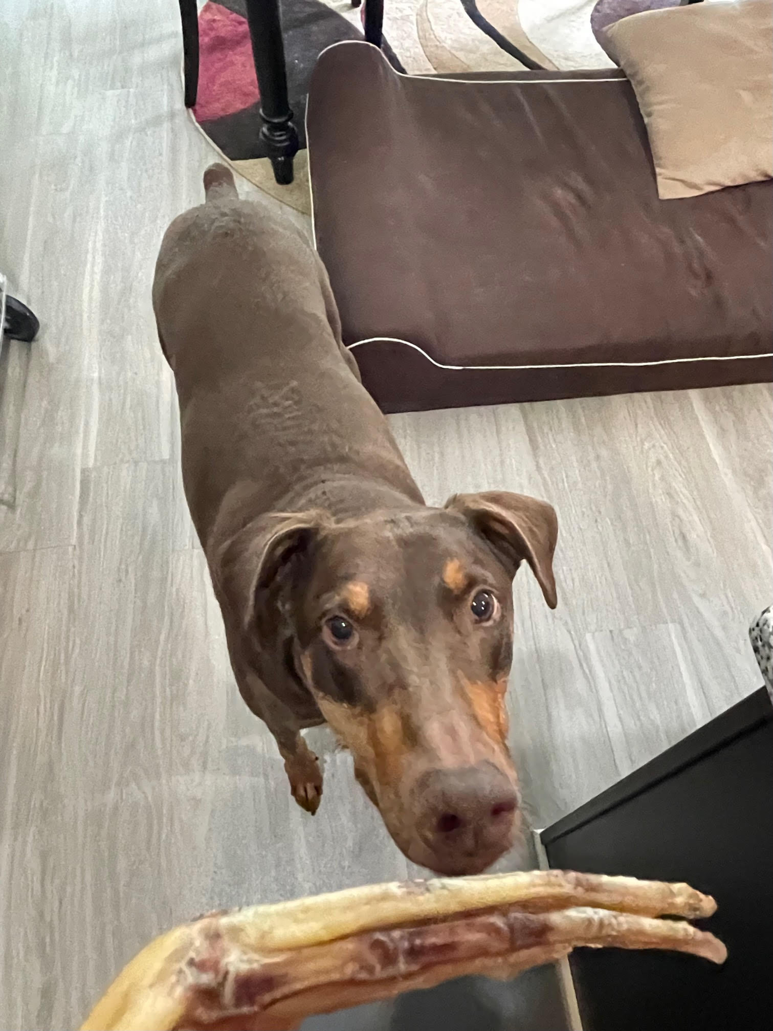 Dehydrated Duck Feet Etsy