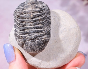 メタカンティナ化石三葉虫 - デボン紀、タブーマクルフ層