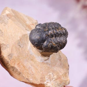 Trilobite Fossil 84.7gr | Marine Arthropod Fossil | Prehistoric Ocean Fossil | Rare Fossil Specimen | Fossil Collection | Ancient Fossil |