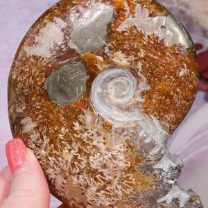 Ammonite Fossil with Pyrite Inclusions 10.5cm | Natural Madagascan Specimen | Shelled Cephalopods Fossil | Fossil Gift | Natural Fossil