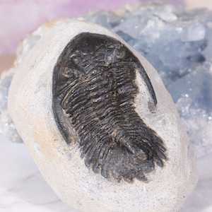Trilobite Fossil 280gr |  Ancient Marine Arthropod | Fossil Collectible | Evolutionary Specimen | Rare Fossil | Earths Ocean Fossil| Fossil|