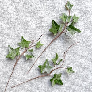 May include: Two artificial ivy vine stems featuring variegated green and white leaves with pointed lobes. The stems are thin, brown, and flexible, with small curled tendrils extending from the main branches to mimic natural climbing plant growth.