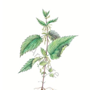 Kunstkarte A6/ Kunstdruck A4/A3: Brennnessel, Urtica dioica, Heilkräuter, Garten, Postkarte, Grußkarte, Kunst, Blankorückseite