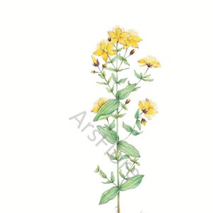 Kunstkarte A6/ Kunstdruck A4/A3: Johanniskraut/ Hypericum perforatum/ Heilkräuter/ Garten, Postkarte, Grußkarte, Kunst, Blankorückseite