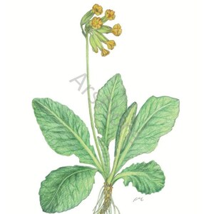 Kunstkarte A6/ Kunstdruck A4/A3: Schlüsselblume/ Primula veris/ Heilkräuter/ Garten, Postkarte, Grußkarte, Kunst, Blankorückseite