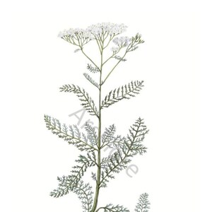 Kunstkarte A6/ Kunstdruck A4/A3: Schafgarbe/ Achillea millefolium/ Heilpflanzen/ Heilkräuter/ Garten, Postkarte, Kunst, Blankorückseite