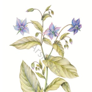 Kunstkarte A6/ Kunstdruck A4/A3: Borretsch/ Borago officinalis/ Heilkräuter/ Garten, Postkarte, Grußkarte, Kunst, Blankorückseite