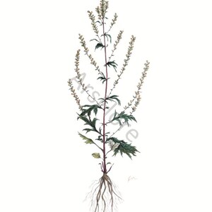 Kunstkarte A6/ Kunstdruck A4/A3: Beifuß/ Artemisia vulgaris/ Heilkräuter/ Garten, Postkarte, Grußkarte, Kunst, Blankorückseite