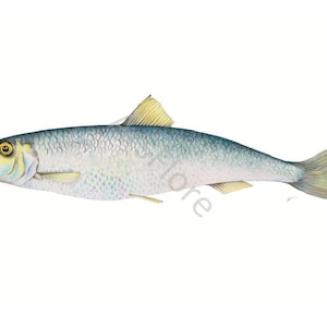 Kunstkarte A6/ Kunstdruck A4/A3: Fisch/ Hering, Postkarte, Grußkarte, Kunst, Blankorückseite
