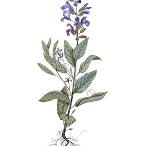 Kunstkarte A6/ Kunstdruck A4/A3: Salbei/ Salvia officinalis/ Heilpflanzen / Heilkräuter/ Garten, Postkarte, Kunst, Blankorückseite