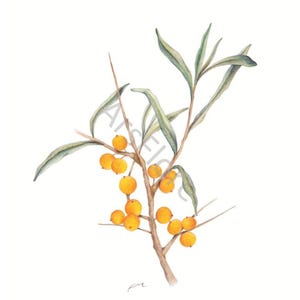Kunstkarte A6/ Kunstdruck A4/A3: Sanddorn/ Hippophae rhamnoides/ Heilkräuter/ Garten, Postkarte, Grußkarte, Kunst, Blankorückseite