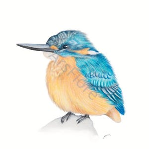 Kunstkarte A6/ Kunstdruck A4/A3: Eisvogel/ Vogel, Postkarte, Grußkarte, Kunst, Blankorückseite