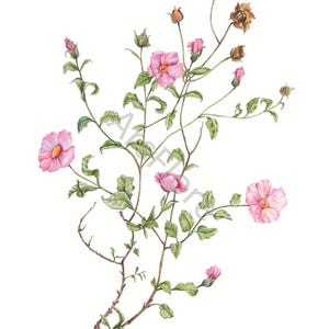 Kunstkarte A6/ Kunstdruck A4/A3: Cistrose/ Cistus incanus/ Heilpflanzen / Heilkräuter/ Garten, Postkarte, Grußkarte, Kunst, Blankorückseite