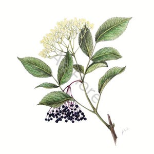 Kunstkarte A6/ Kunstdruck A4/A3: Holunder/ Sambucus/ Flieder/ Heilkräuter/ Garten, Postkarte, Grußkarte, Kunst, Blankorückseite