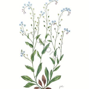 Kunstkarte A6/ Kunstdruck A4/A3: Vergissmeinnicht/ Myosotis/ Heilpflanzen/ Heilkräuter/ Wald/ Garten, Postkarte, Kunst, Blankorückseite