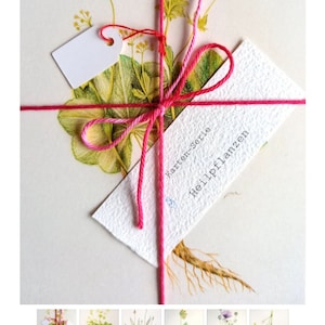 Kartenserie Flora/ Heilpflanzen/ Kräuter/ Räuchern. Set aus 25 Karten/ Postkarten/ Grußkarten/ Kunstkarten in A6-Format, Blankorückseite