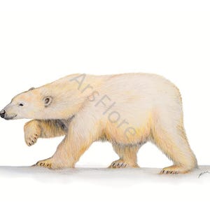 Kunstkarte A6/ Kunstdruck A4/A3: Eisbär/ Bär/ Schnee/ Eis/ Winter, Postkarte, Grußkarte, Kunst, Blankorückseite