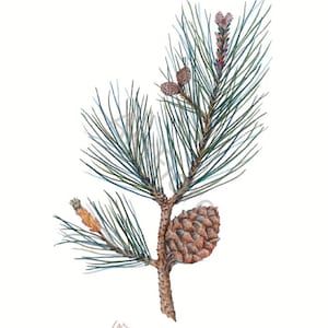 Kunstkarte A6/ Kunstdruck A4/A3: Kiefer/ Pinus/ Kiefernzweig/ Zapfen/ Nadelbaum/ Tannenzweig/ Weihnachten/ Garten, Kunst, Blankorückseite
