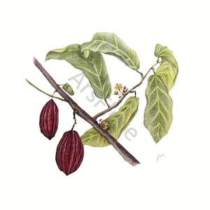 Kunstkarte A6/ Kunstdruck A4/A3: Cacao/ Theobroma cacao/ Kakaobaum/ Kakaopflanze/ Kakaobohne/ Garten, Postkarte, Kunst, Blankorückseite