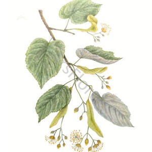Kunstkarte A6/ Kunstdruck A4/A3: Linde/ Tilia / Heilpflanzen / Heilkräuter/ Garten, Postkarte, Grußkarte, Kunst, Blankorückseite