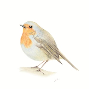 Kunstkarte A6/ Kunstdruck A4/A3: Rotkehlchen/ Vogel, Karte, Garten, Postkarte, Grußkarte, Kunst, Blankorückseite