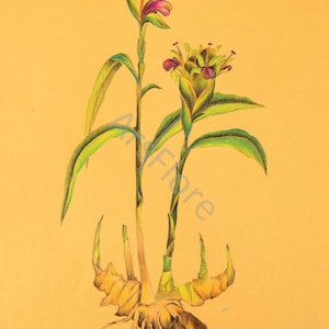 Kunstkarte Ingwer/ Zingiber officinalis/ Heilkräuter/ Garten, Postkarte, Grußkarte, Kunst, Blankorückseite