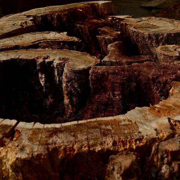 Tree Stump Table Shop Online Etsy