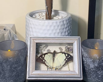 The Great Nawab Butterfly Mini Shadow Box Display