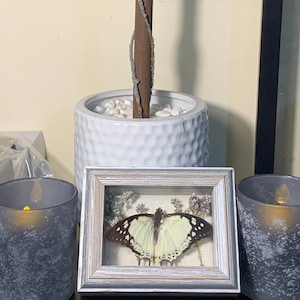 The Great Nawab Butterfly Mini Shadow Box Display