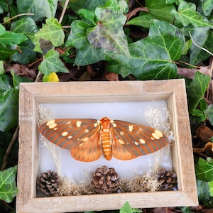 Hickory Moth Display