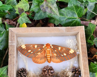Hickory Moth Display