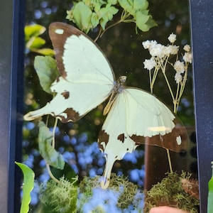 Flying Handkerchief Butterfly