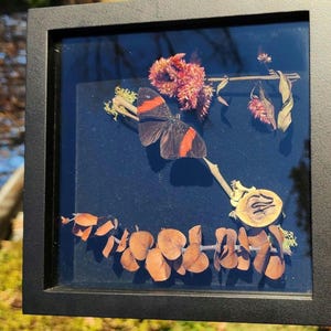 Pink Banded Sister Butterfly (SIDEWAYS POV) Display