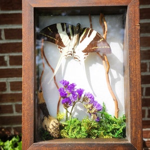 White/Black Swordtail Butterfly Display