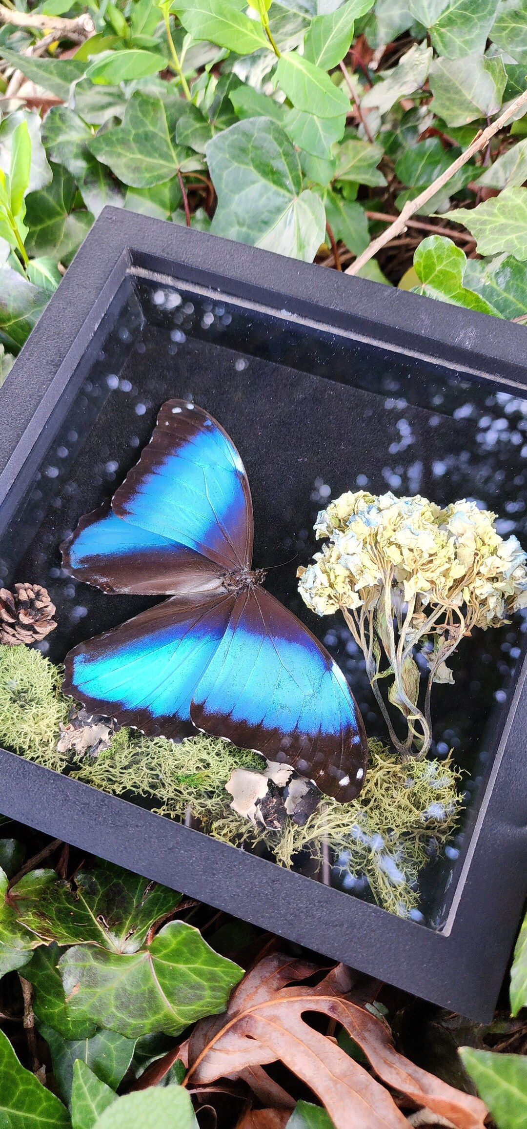 Blue Morpho Butterfly Display - Etsy, image size:1080x2313