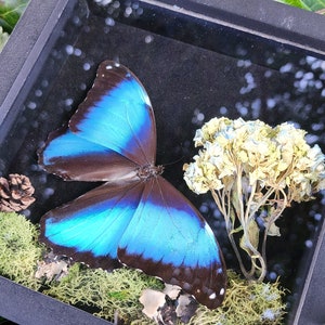 Blue Morpho Butterfly Display
