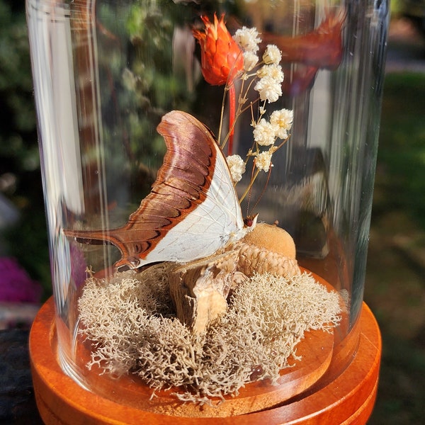 Waiter Daggerwing Butterfly Fall Display