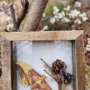 Imperial Moth Display