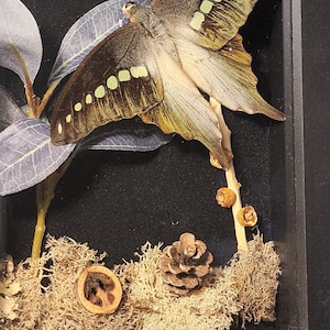 Graphium Cordus Butterfly Shadowbox Display