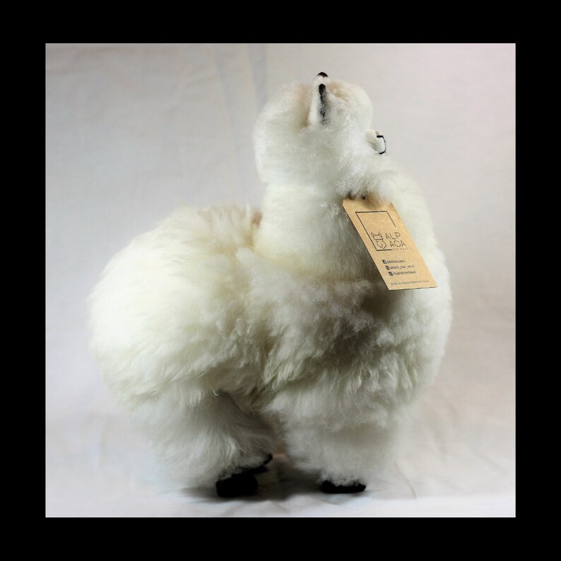 K&ouml;nnte beinhalten: Wei&szlig;es Alpaka-Fell-Pl&uuml;schtier mit einem braunen Etikett, auf dem "Alpaca" steht und Informationen &uuml;ber das Produkt enthalten sind. Das Alpaka steht auf einer wei&szlig;en Oberfl&auml;che.