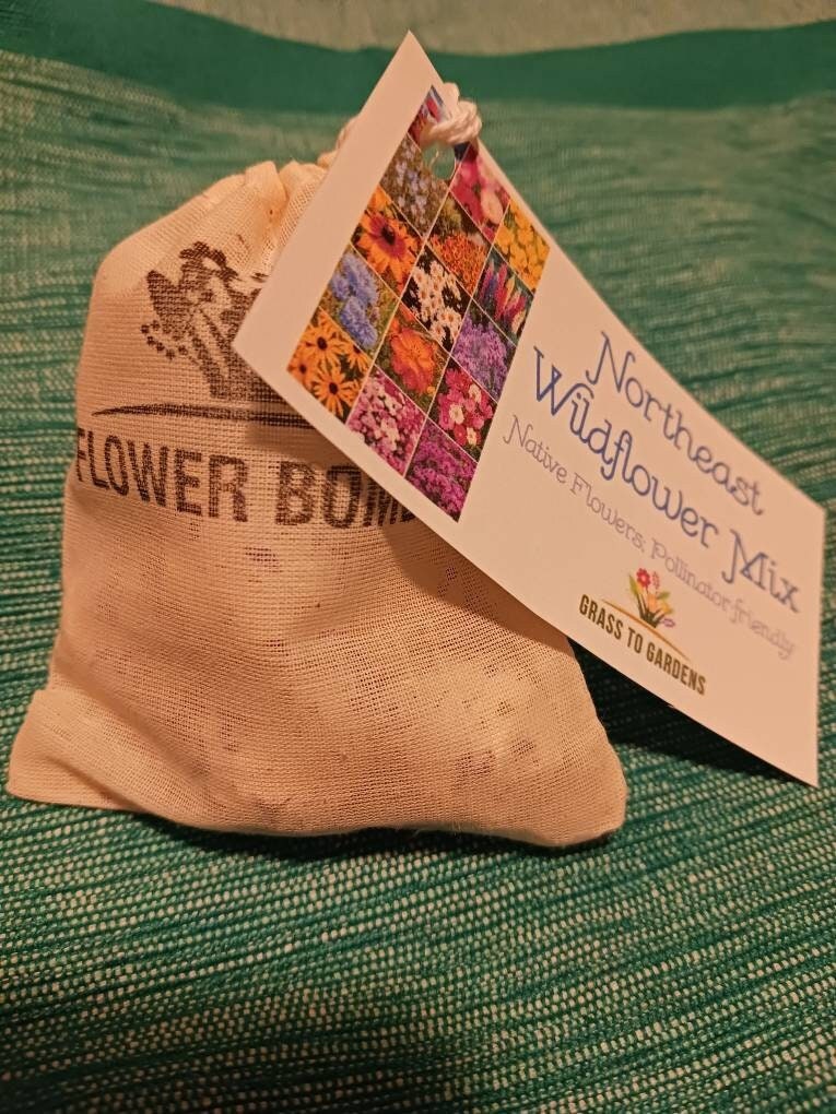 Massachusetts Wildflower Seed - Etsy