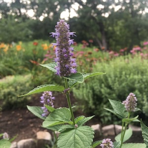 ANISE HYSSOP SEEDS, Organic Medicinal Herbs, Perennial Seeds, Herbal Immune Support, Wisconsin Grown