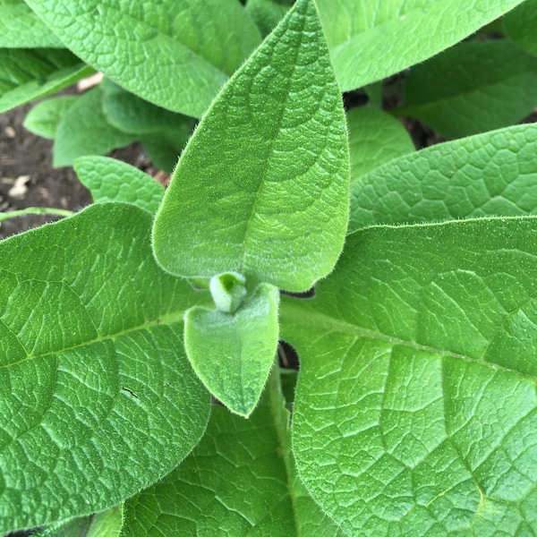 COMFREY LEAF DRIED Organic Medicinal Herbs Healing Herbs Immune Support