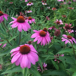 ECHINACEA DRIED Immune Boosting Herbs Loose Leaf Tea Organic Medicinal Herbs & Whole Cone Flower