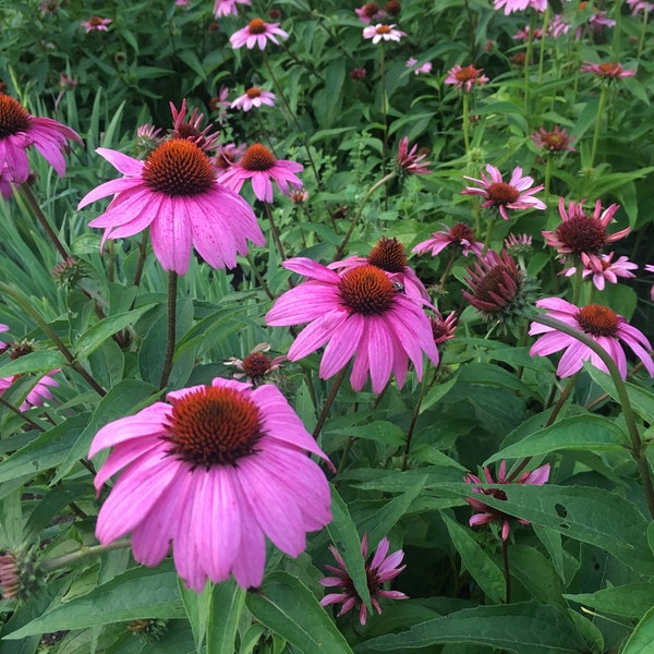 ECHINACEA DRIED Immune Boosting Herbs Loose Leaf Tea Organic Medicinal Herbs & Whole Cone Flower