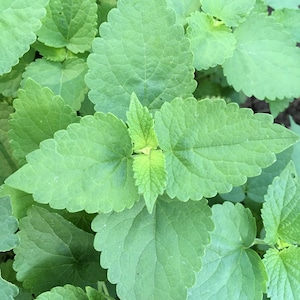Té de hojas sueltas secas de hisopo de anís, hierbas medicinales orgánicas, apoyo inmunitario, cuidado del resfriado