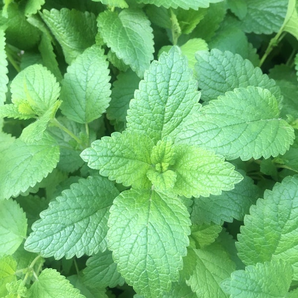 LEMON BALM DRIED Loose Leaf Tea Organic Medicinal Herbs Soothing Herb Digestive Herb