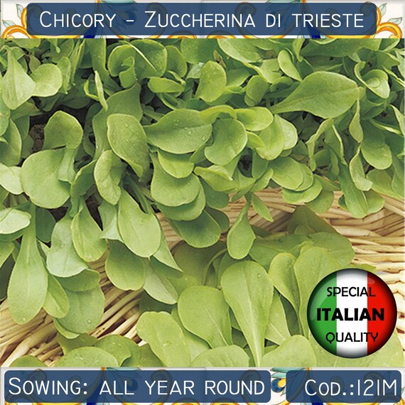 15 Variety Pack Garden Vegetables Seeds, 3700+ Organic Seed, Non-GMO Sweet & Hot Pepper, Red & Green Onion, Celery & Cilantro Seeds for Planting Indoor or Outdoor 15 Variety Pack Garden Vegetables Seeds, 3700+ Organic Seed, Non-GMO Sweet & Hot Pepper, Red & Green Onion, Celery & Cilantro Seeds for Planting Indoor or Outdoor